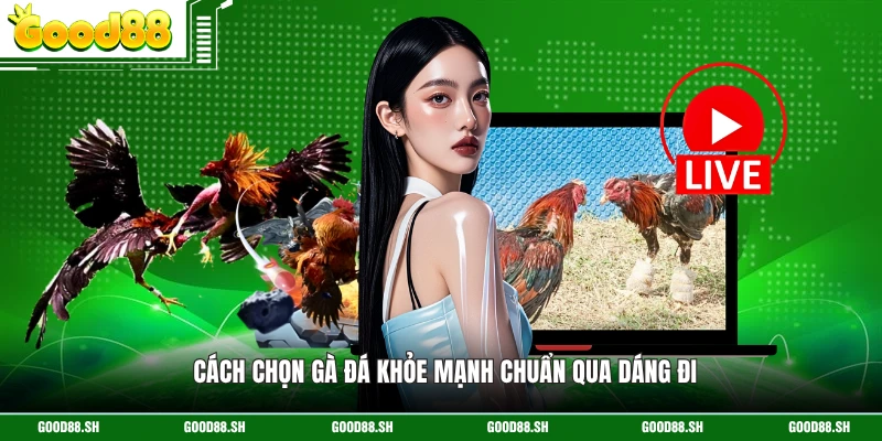 Cách chọn gà đá khỏe mạnh chuẩn qua dáng đi