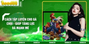 Cách Tập Luyện Cho Gà Chọi - Giúp Tăng Lực Đá Mạnh Mẽ